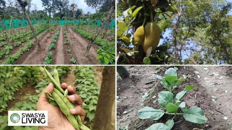 Sustainable Food Systems