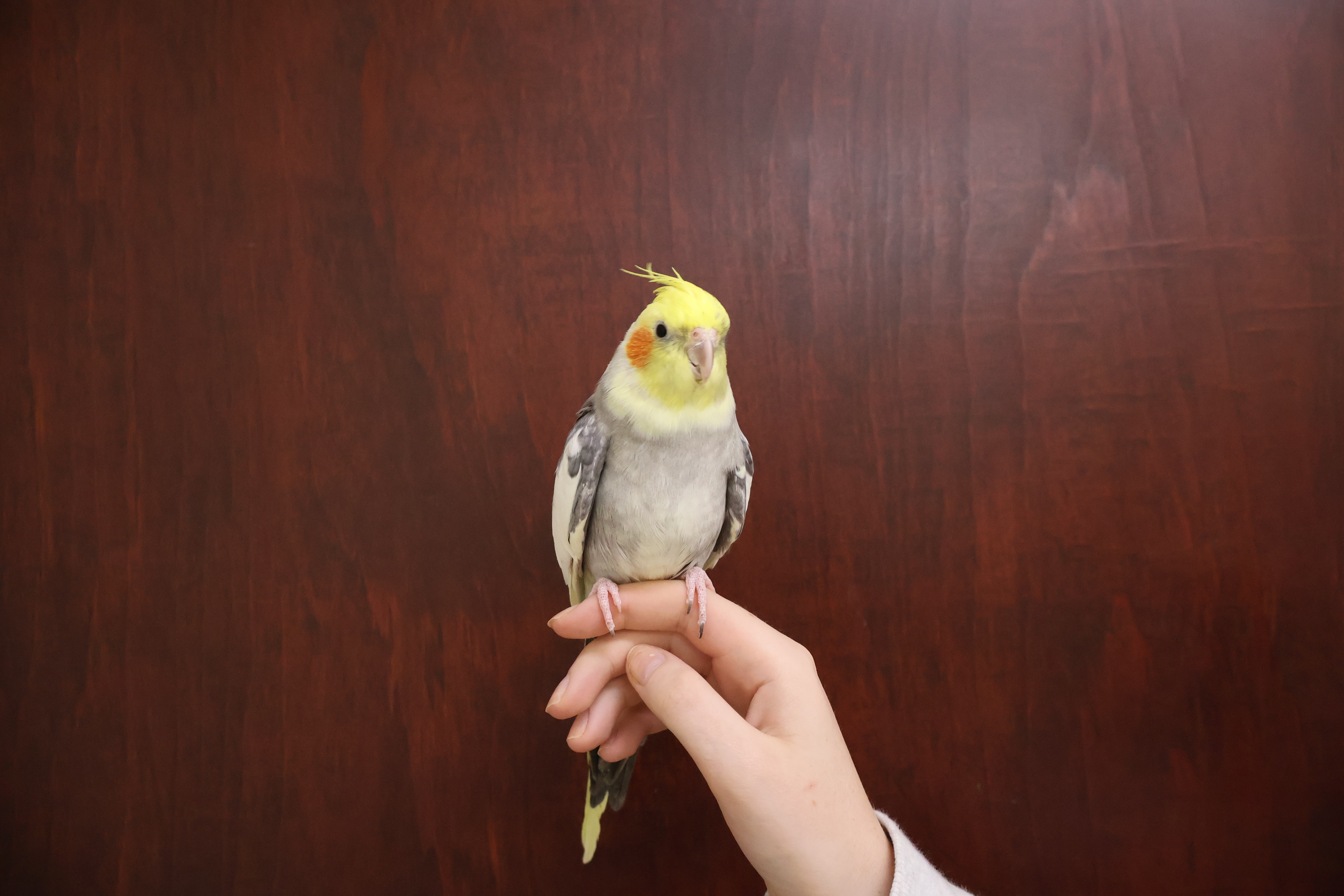cockatiel