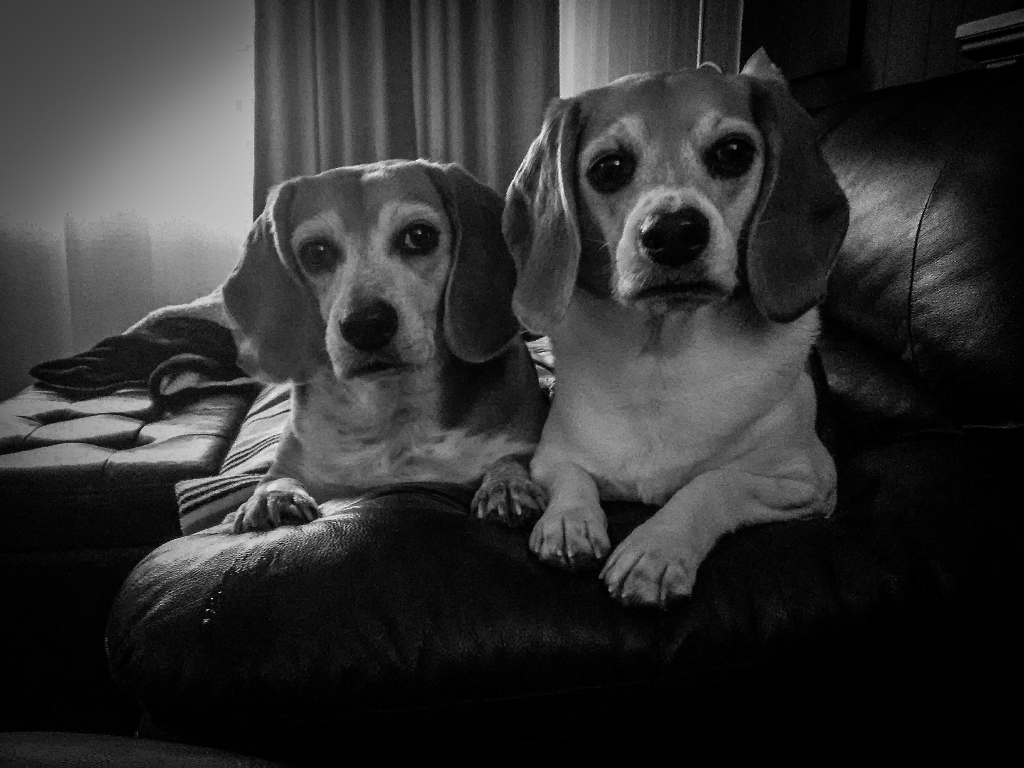 Two Beagle dogs sit closely together on a leather sofa in a dimly lit room, with one dog slightly behind the other, creating a cozy and relaxed atmosphere.