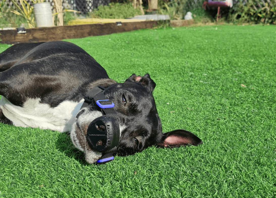 Billie the pitbull with using SnoutCover for DLE treatment