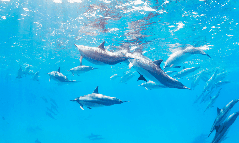 pod of dolphins swimming off the coast of oahu