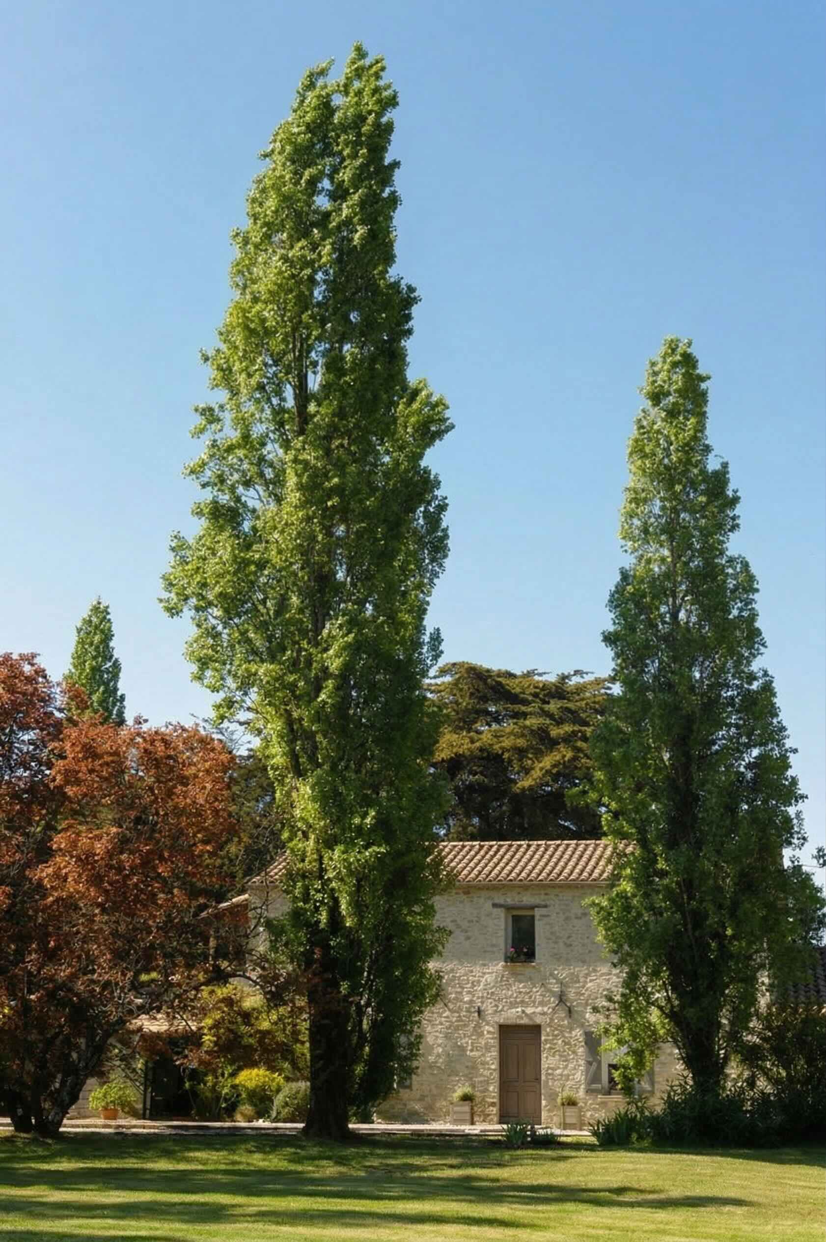 aperçu du Clos de la Hourserie avec deux peupliers devant