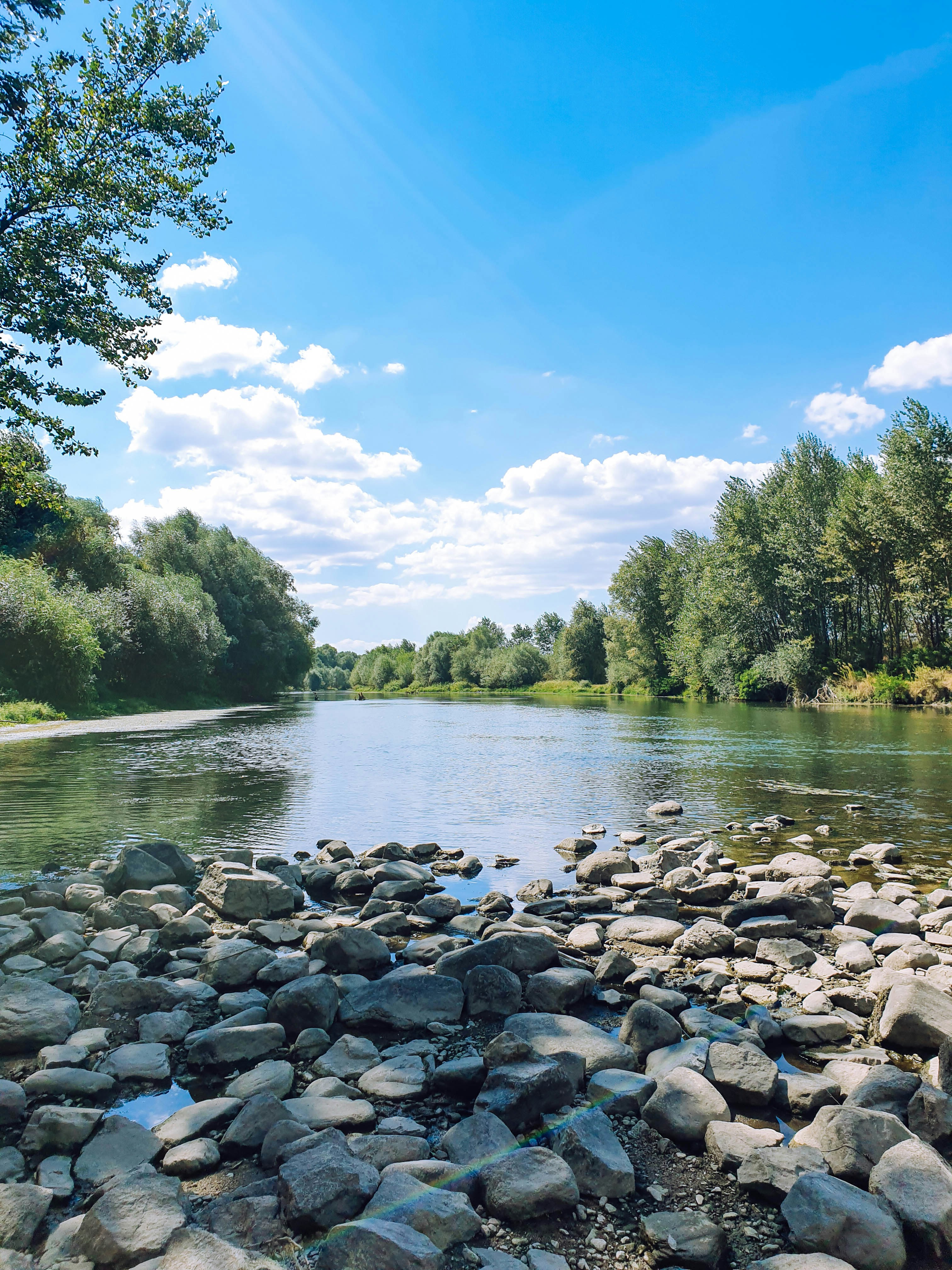 green trees beside river during daytime