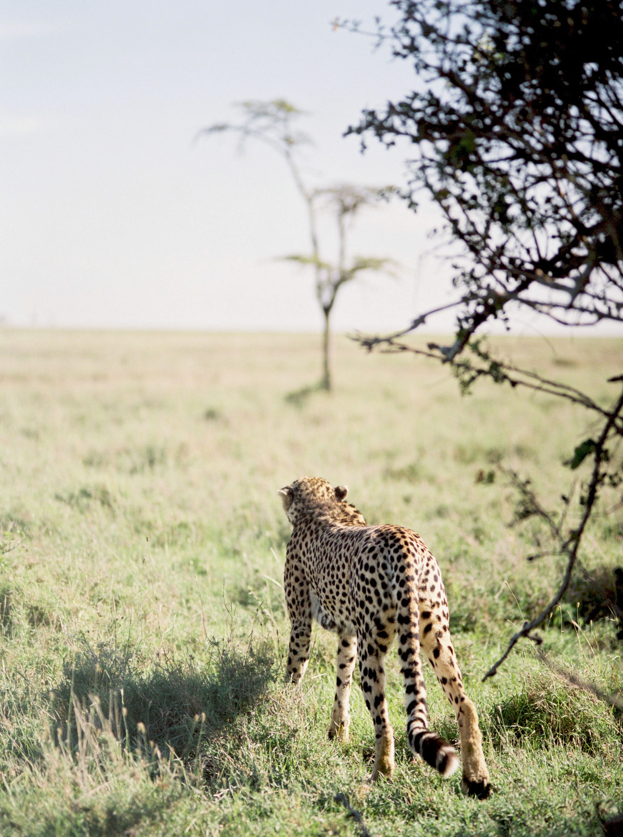 cheetah game drive kenya, kenya safari retreat yoga wellness 2025