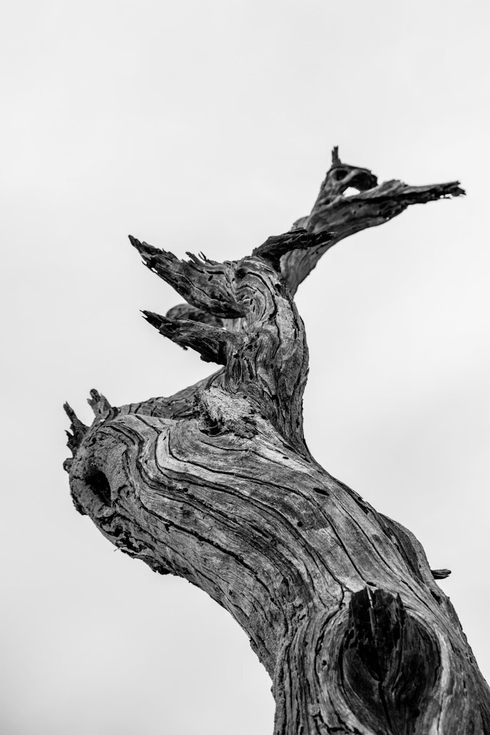 grayscale photo of tree trunk