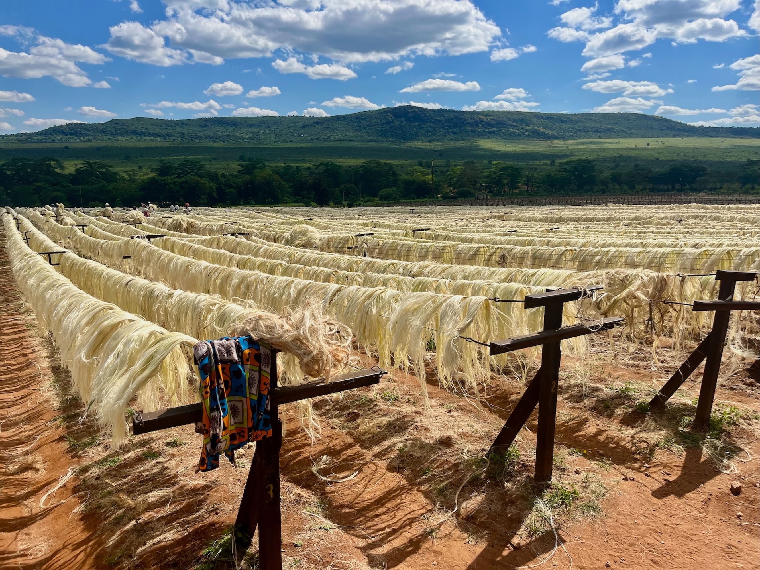 Sisal fibers drying outdoors in Taita-Taveta, Kenya, under a clear blue sky. Franck Lemozy.