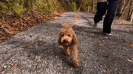 Dog walking