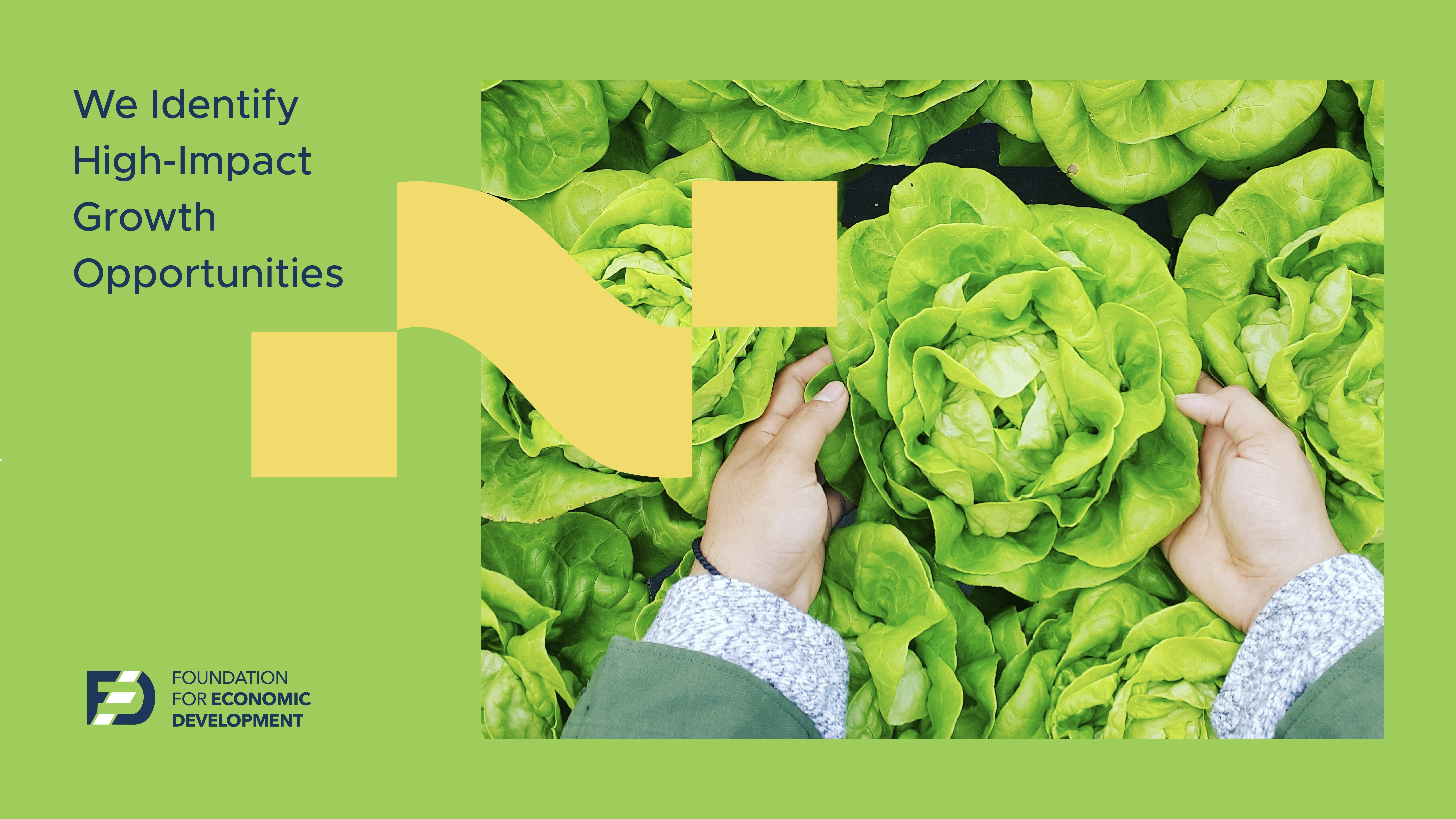 An image of a farmer picking cauliflower, with text on high impact growth opportunities, for branding foundation for economic development