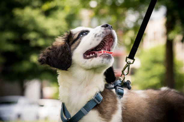 A dog happily looks at his dog walker