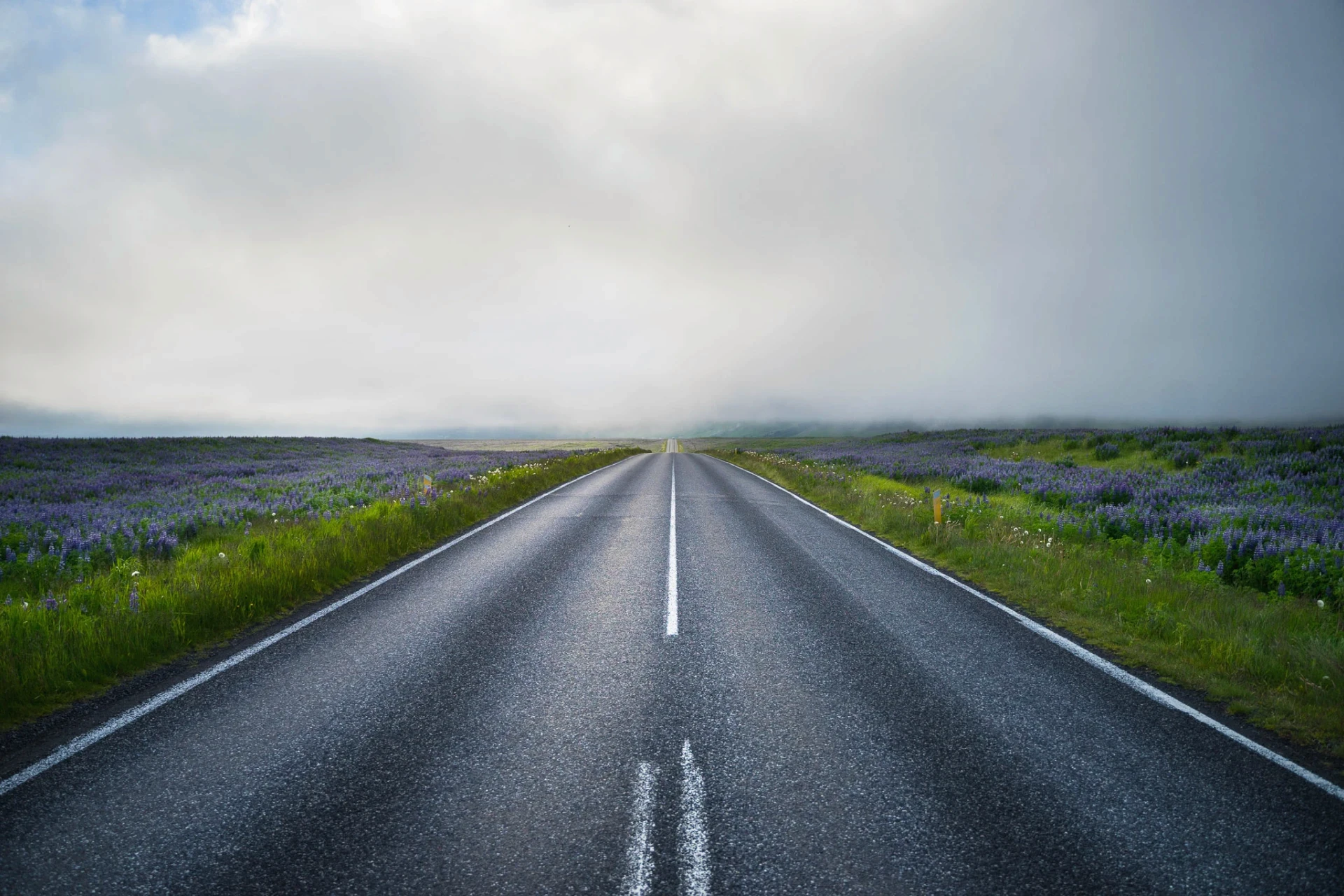 Empty road stretching into fog, bordered by purple lupine fields.