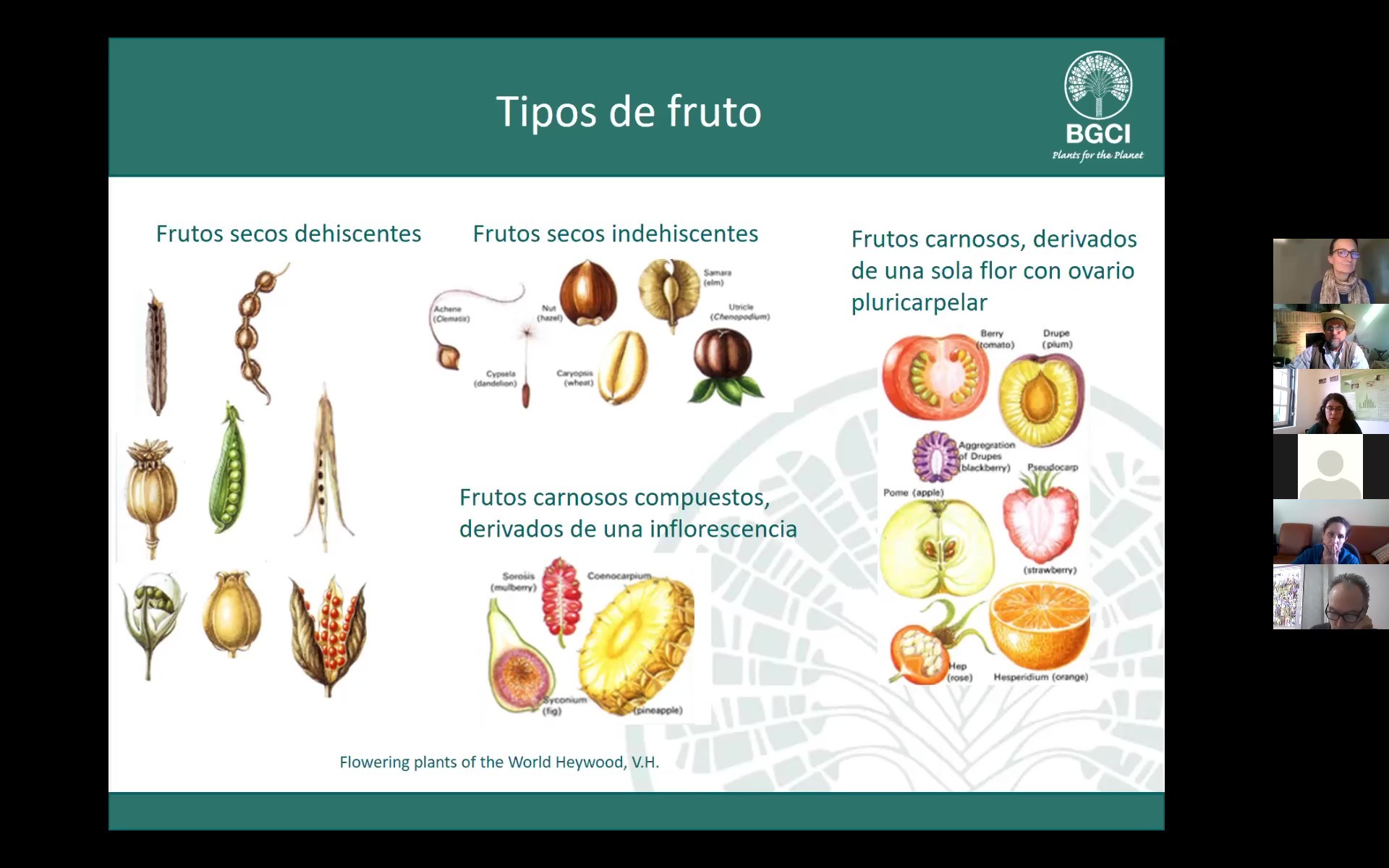 Slide do BGCI sobre tipos de fruto exibido em aula on-line, com participantes do curso em vídeo