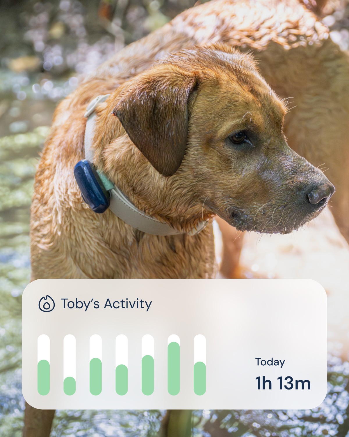 Cute dog, wearing a PetLink GPS tracker and a UI component showing daily activity