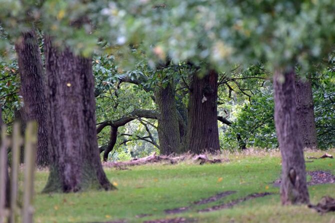 Richmond Park, TW10