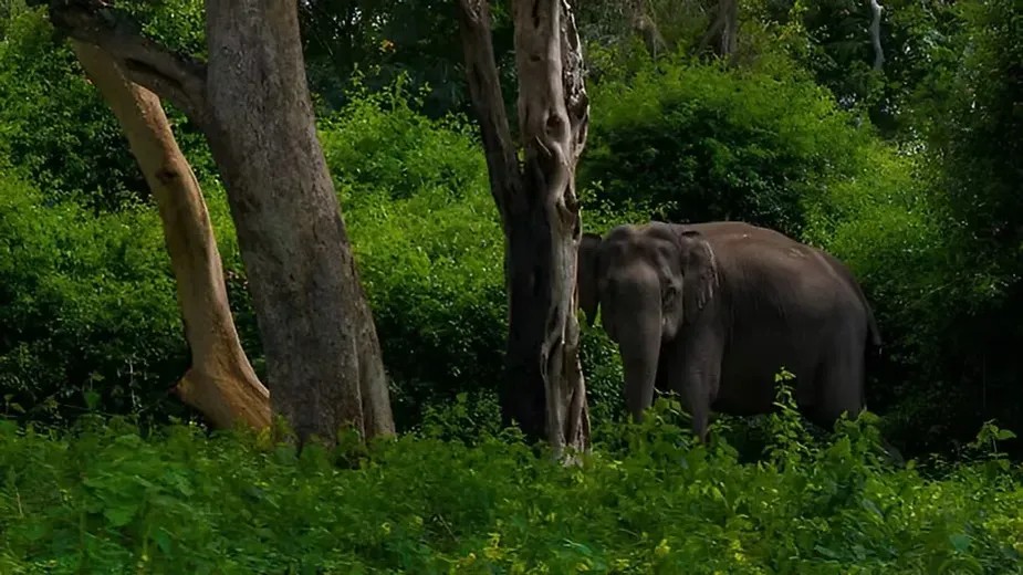 Types of Forest in Karnataka - Forests of Uttara Kannada.webp