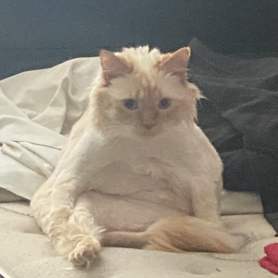 cat sitting like a human, funny cat sitting pose, quirky cat photo