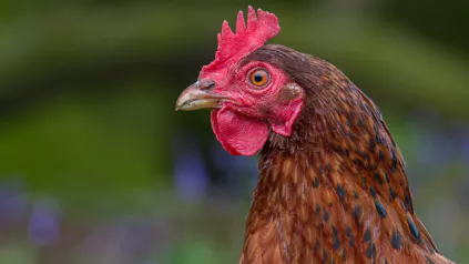 Laying Hen