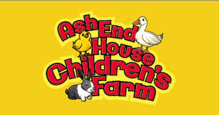 Silhouetted agapanthus flowers against a gradient sky.