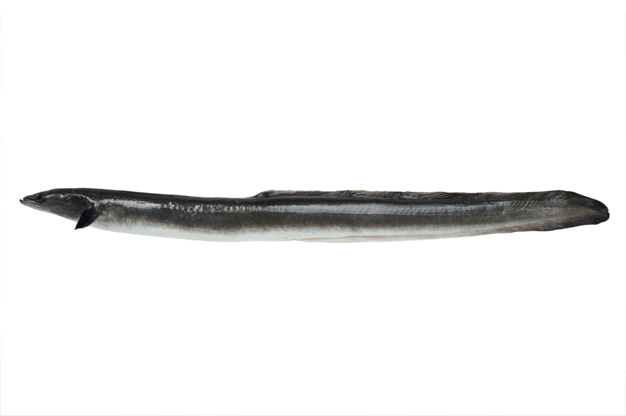 Conger eel (Grunj)