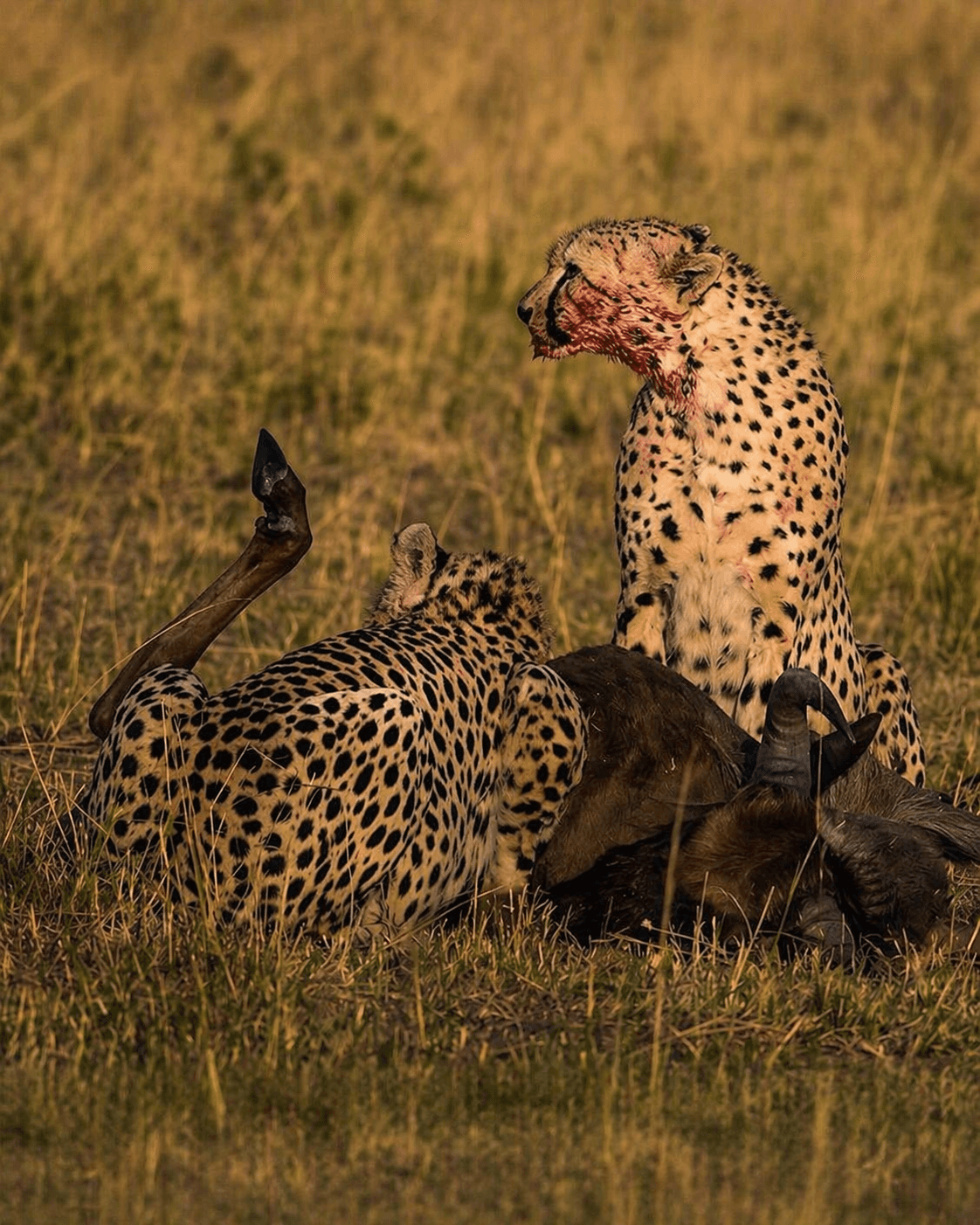 Cheetah in Kenya feasting after a hunt