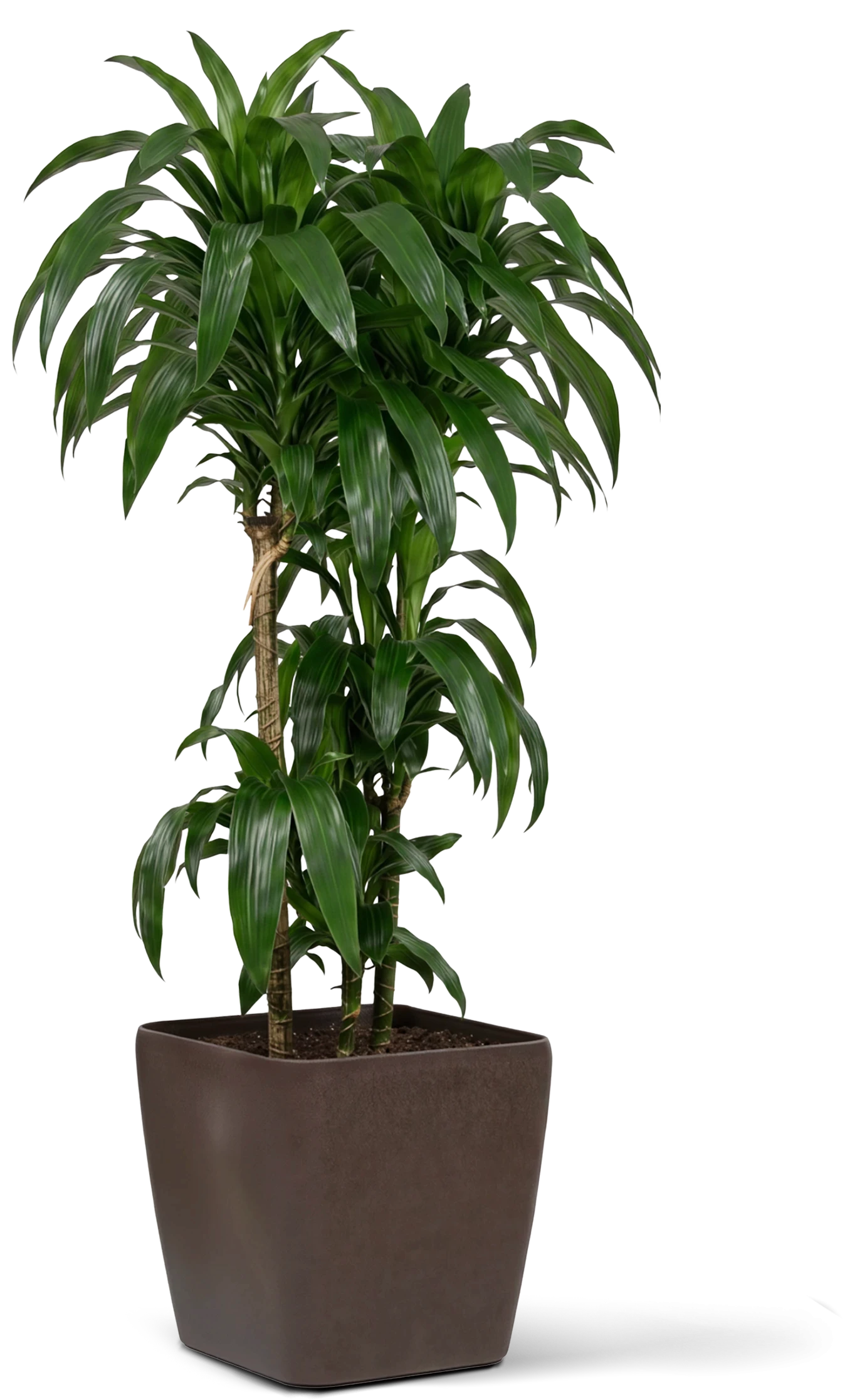 A tall, premium Dracaena corporate floor plant in a sleek dark square container, proving the health benefits of office greenery.