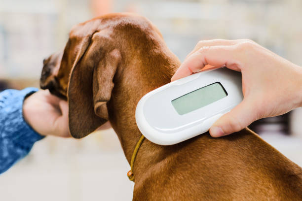 A dog at the vet clinic is being scanned for a pet microchip