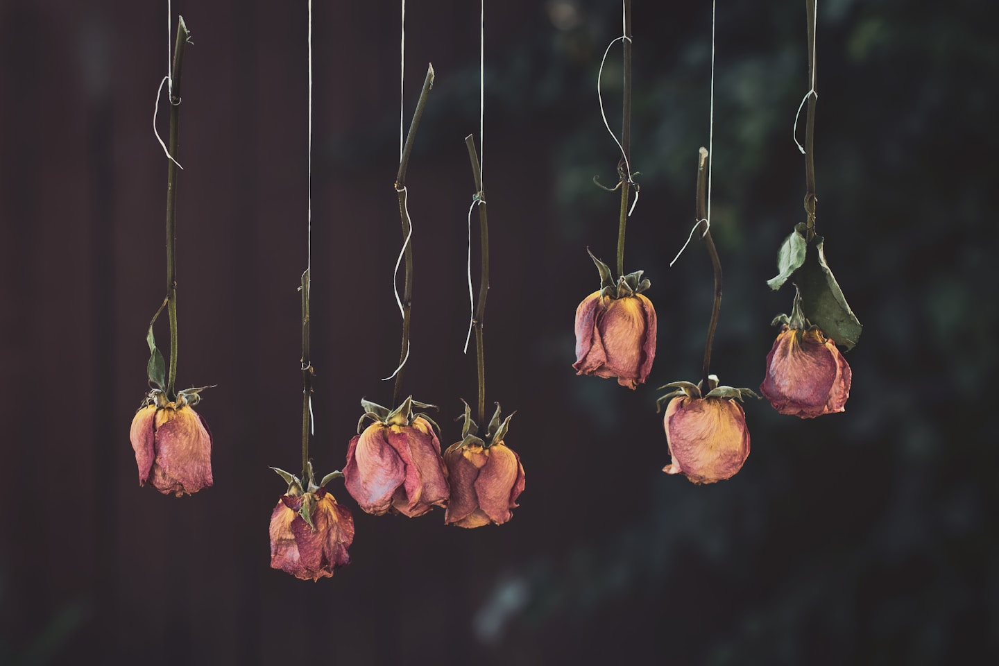 Roses hung upside down to dry in the studio