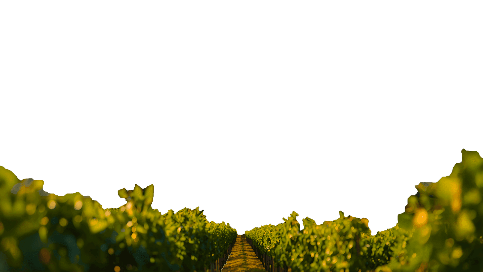 Vineyard rows with green leafy vines, sunlit. Pathway between rows. Dark sky above.