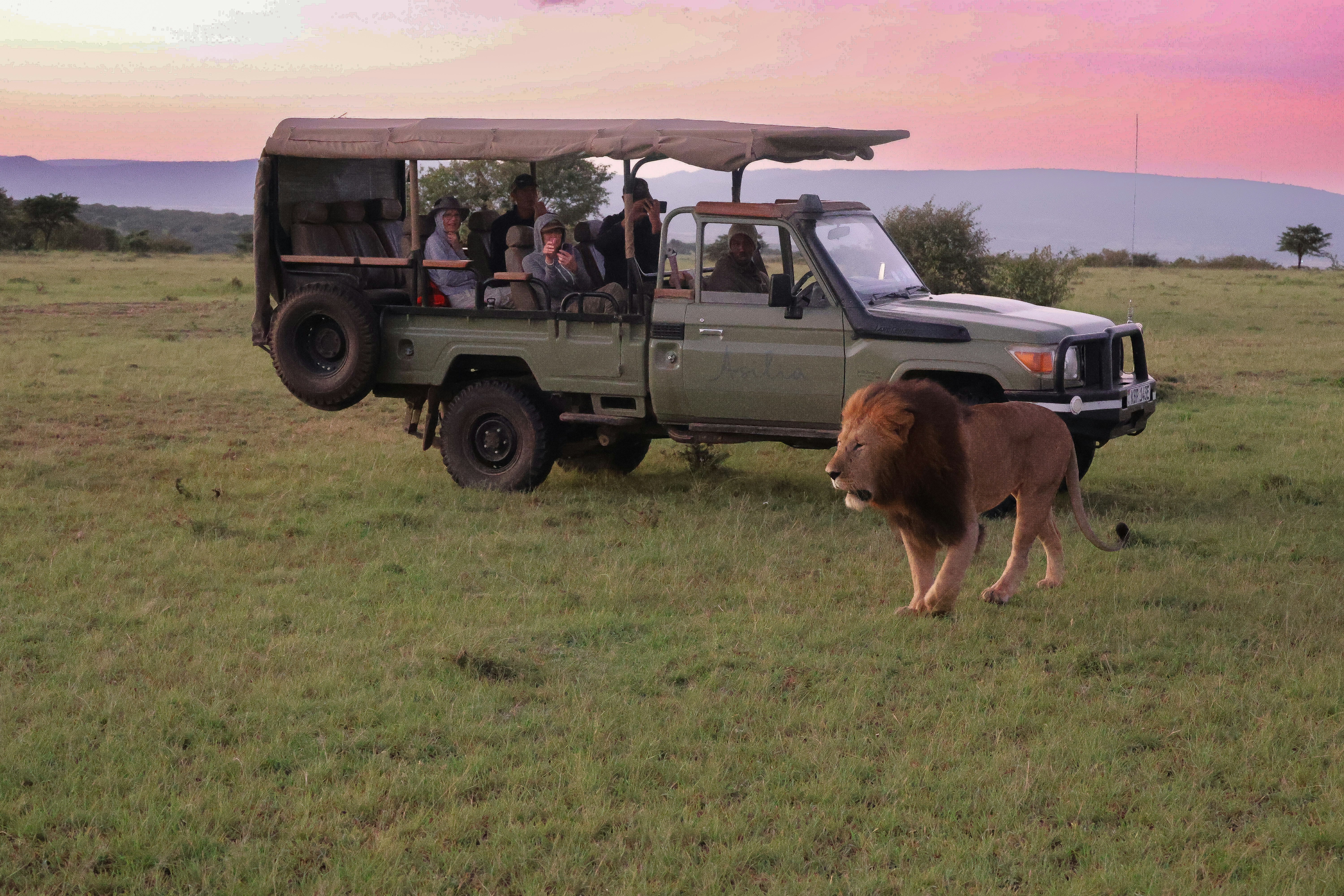 Why KiliDestination Stands Above the Rest for Tanzania Safari Tours