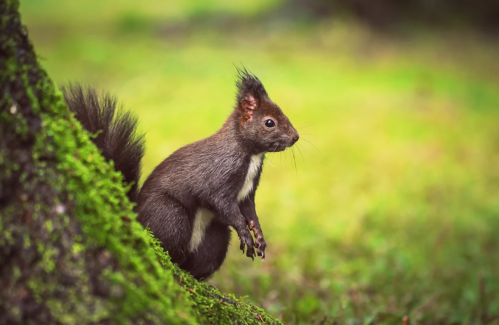 A cute squirrel looking from behind a tree on a grassy meadow in Tivoli Park, Ljubljana, Slovenia.