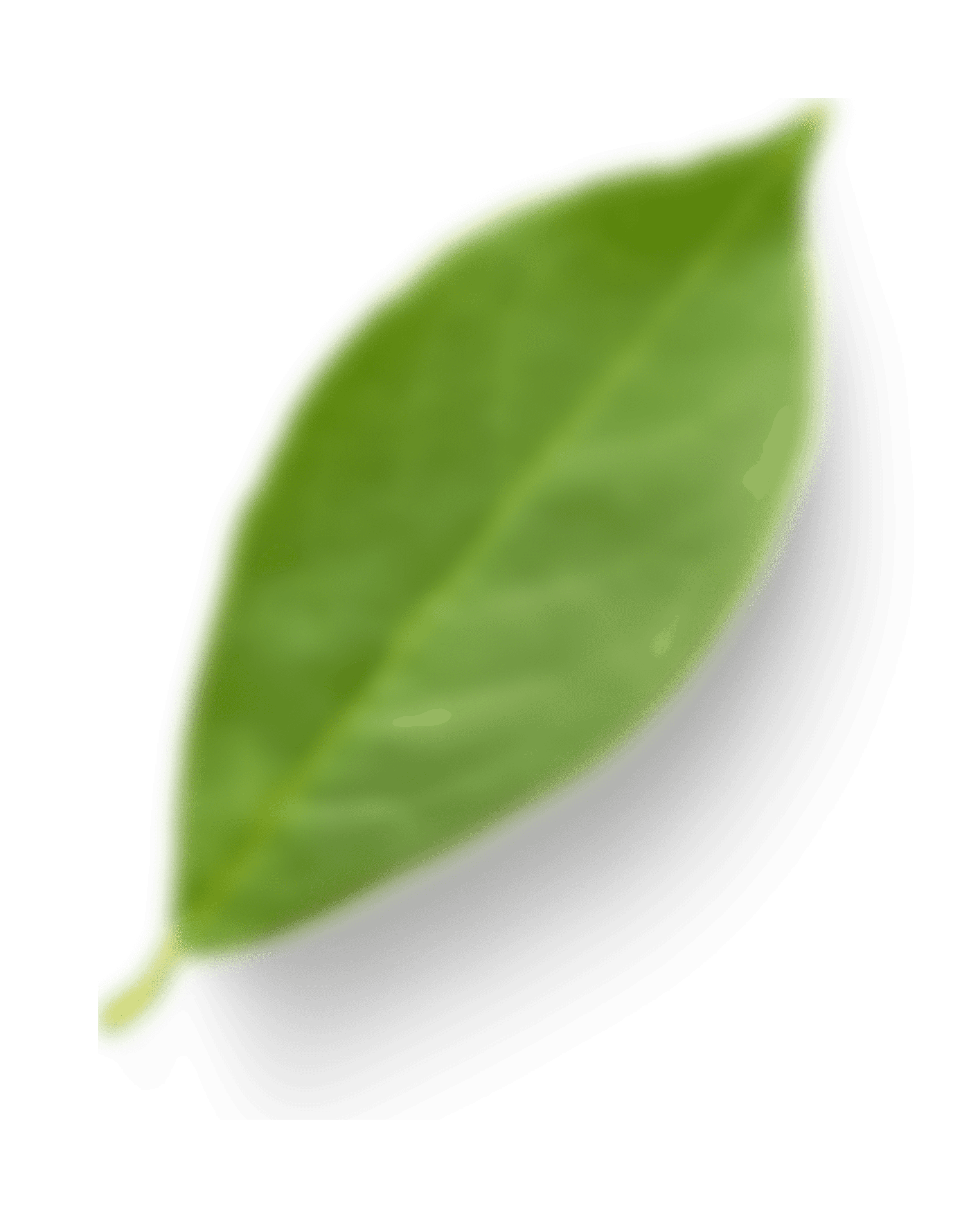 Leaf Image