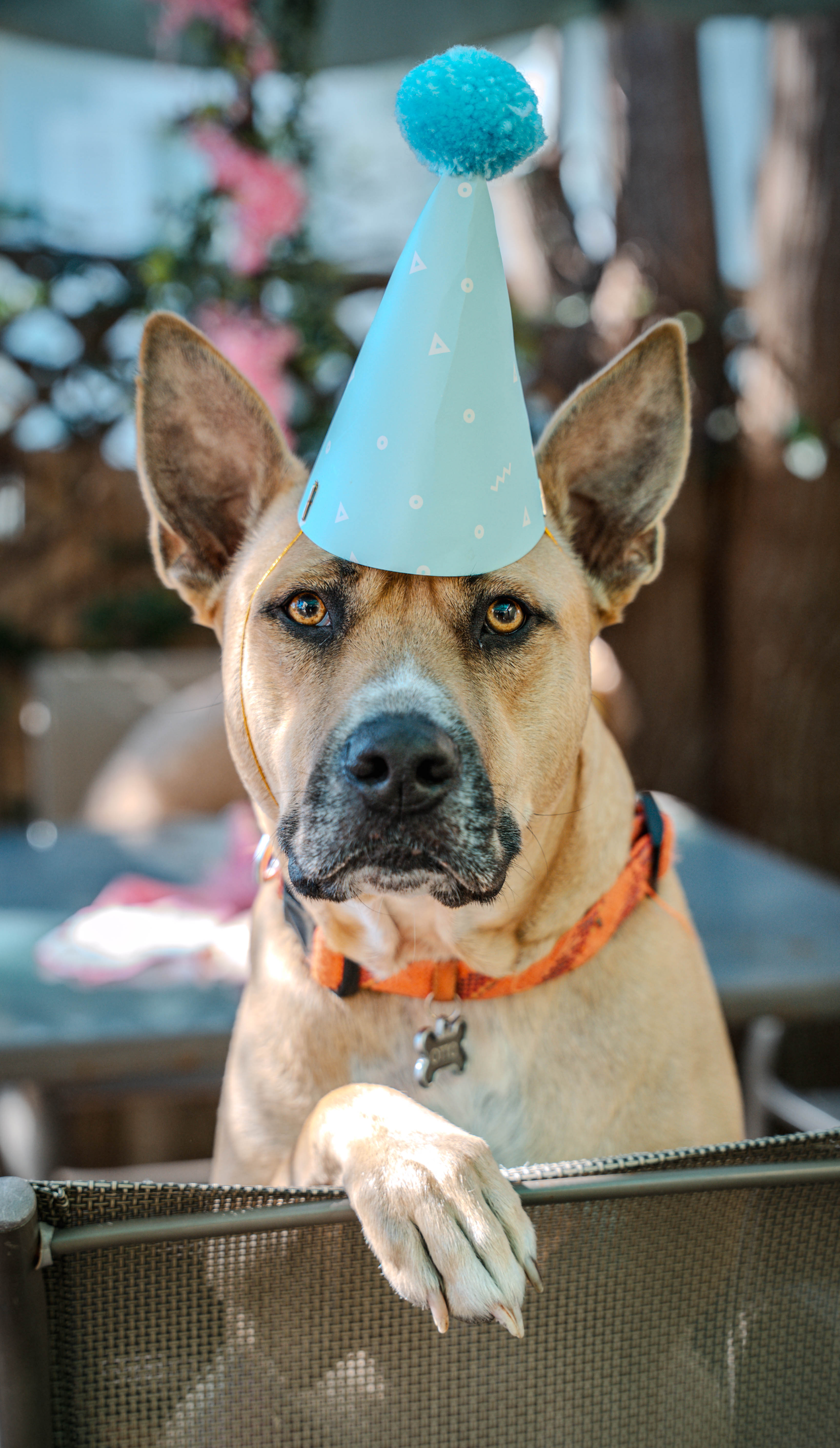 Dog Birthday Party