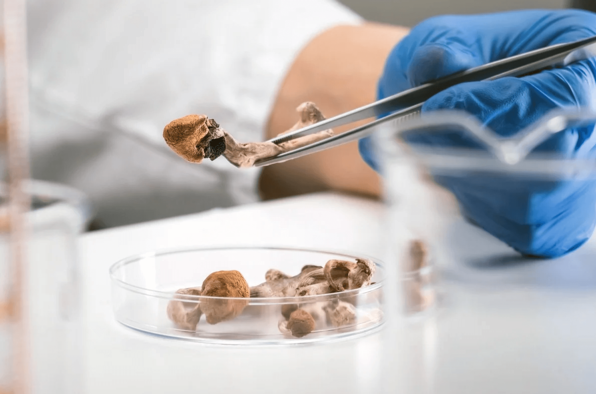 mushrooms held up for inspectionn in a lab