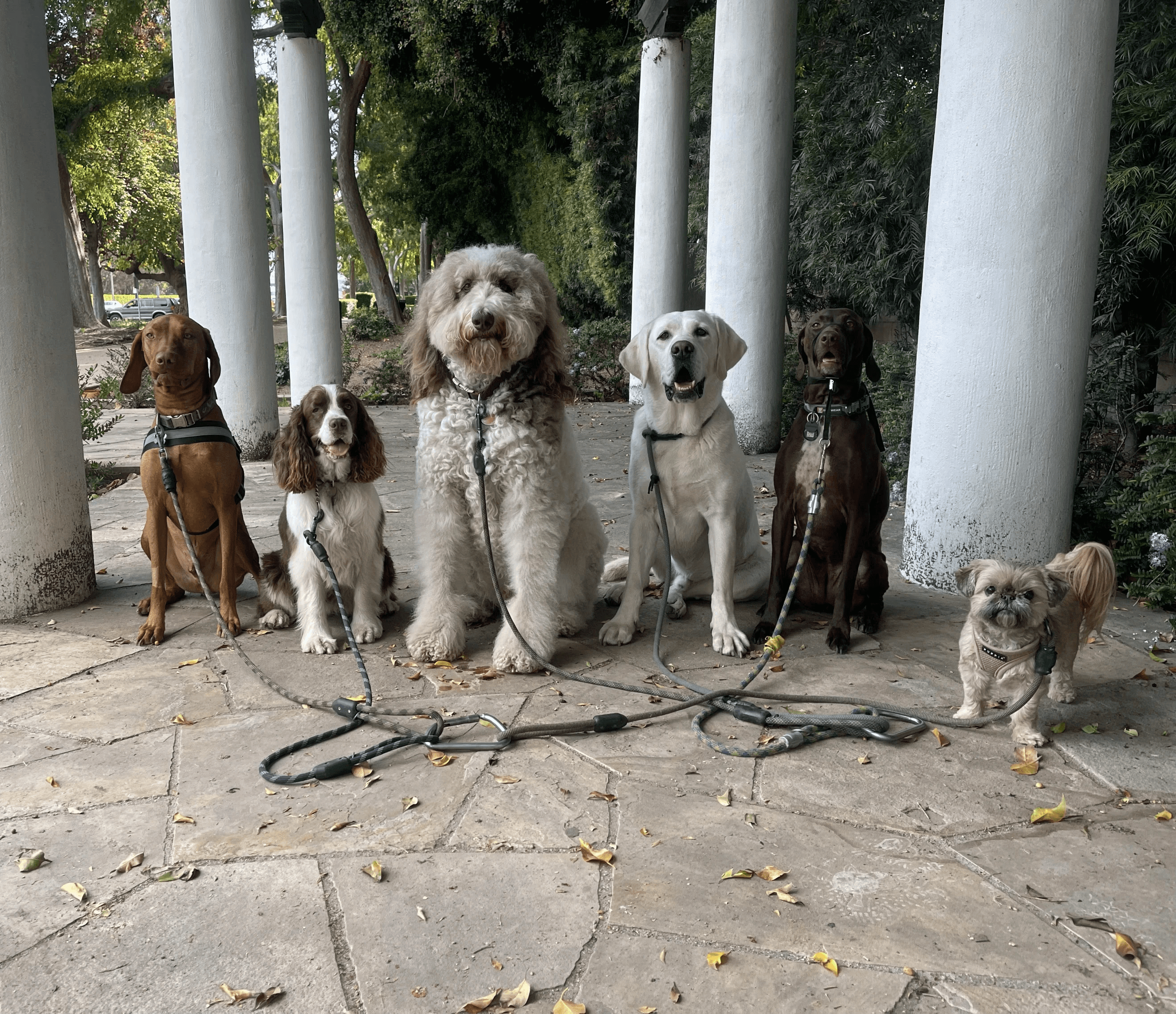 Six leashed dogs seated between white columns on a stone patio