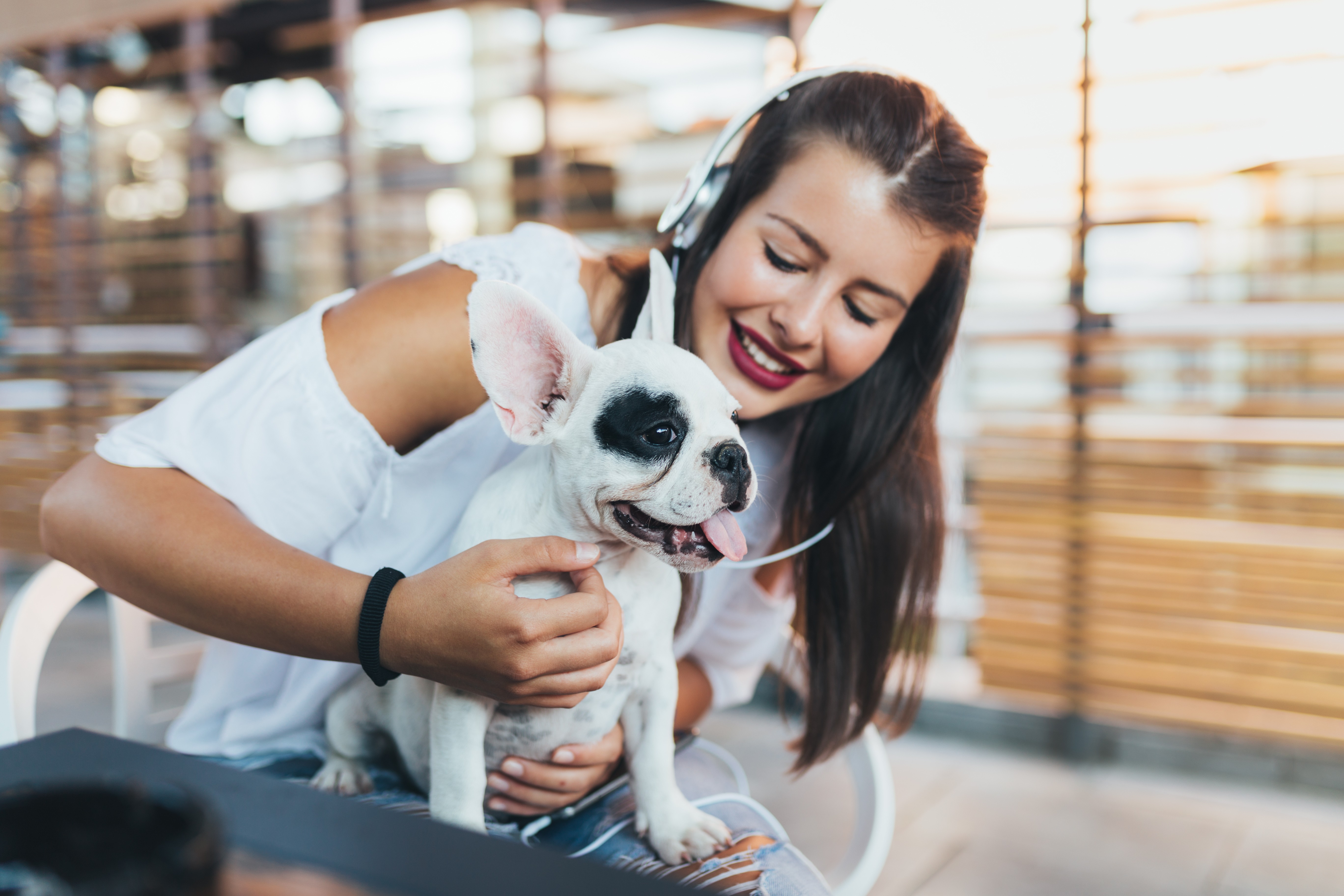 A happy customer of Clearwater French Bulldogs with her new French Bulldog