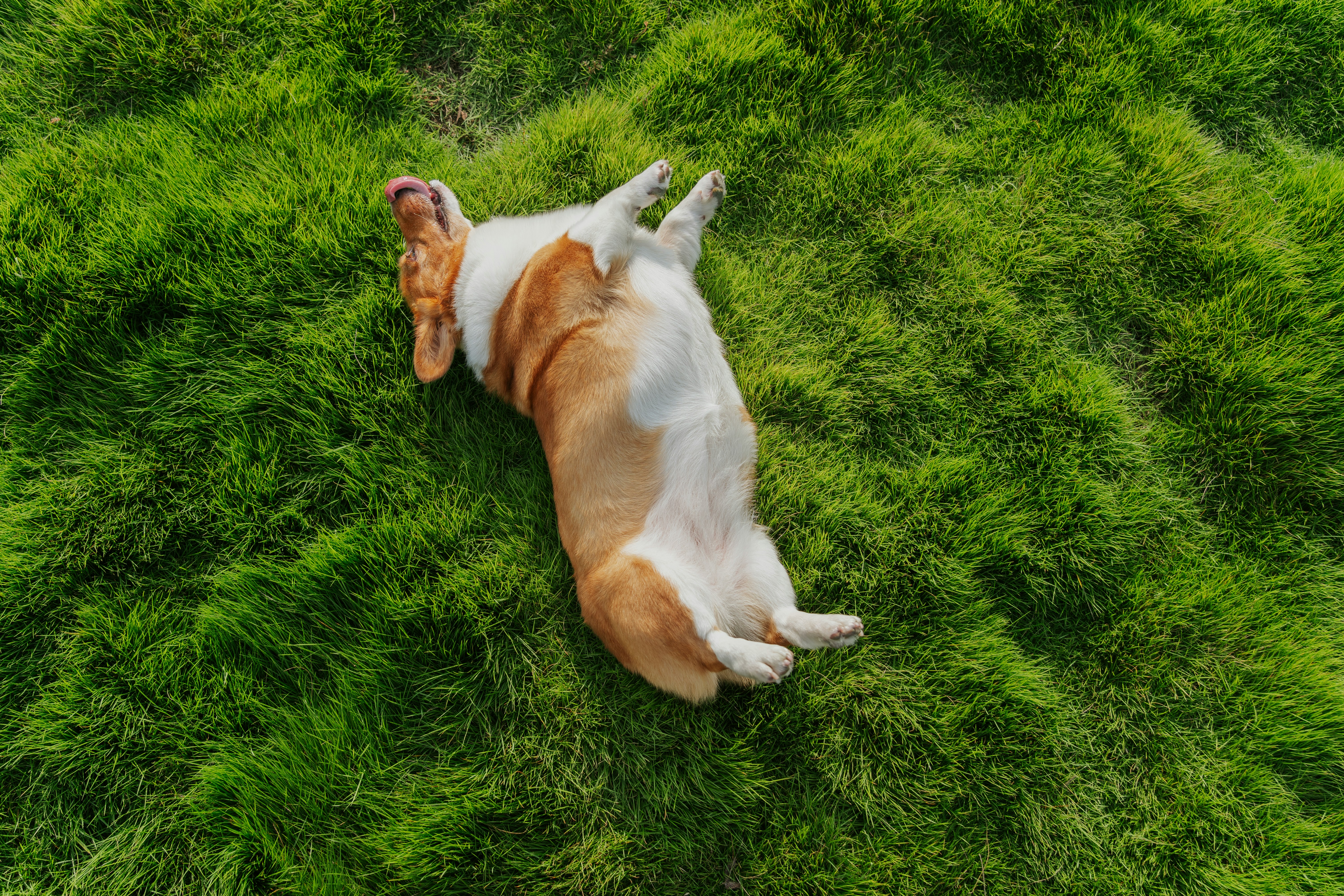 A beagle dog rolls on its back in grass.