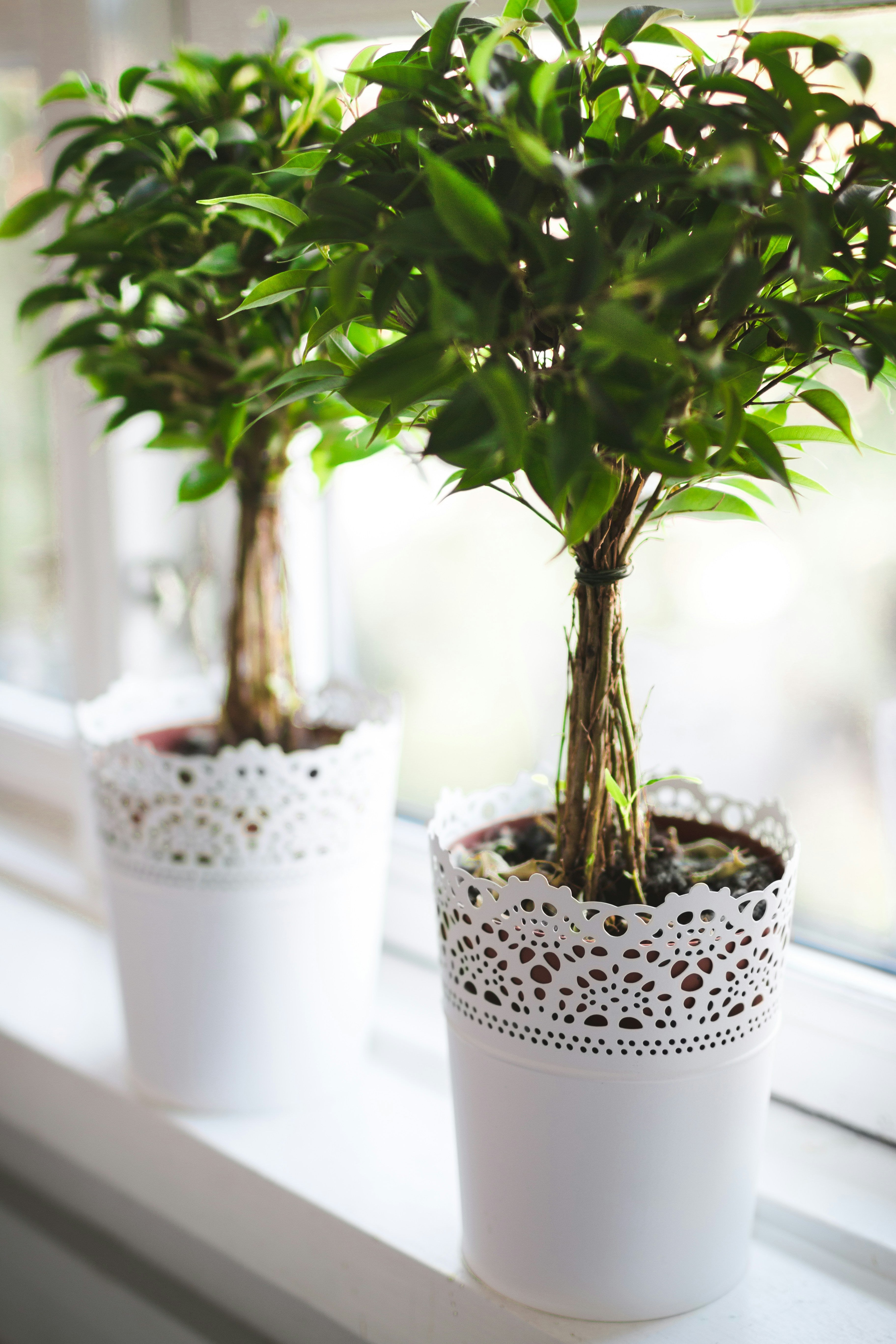 Two potted plants in decorative white pots on a windowsill.