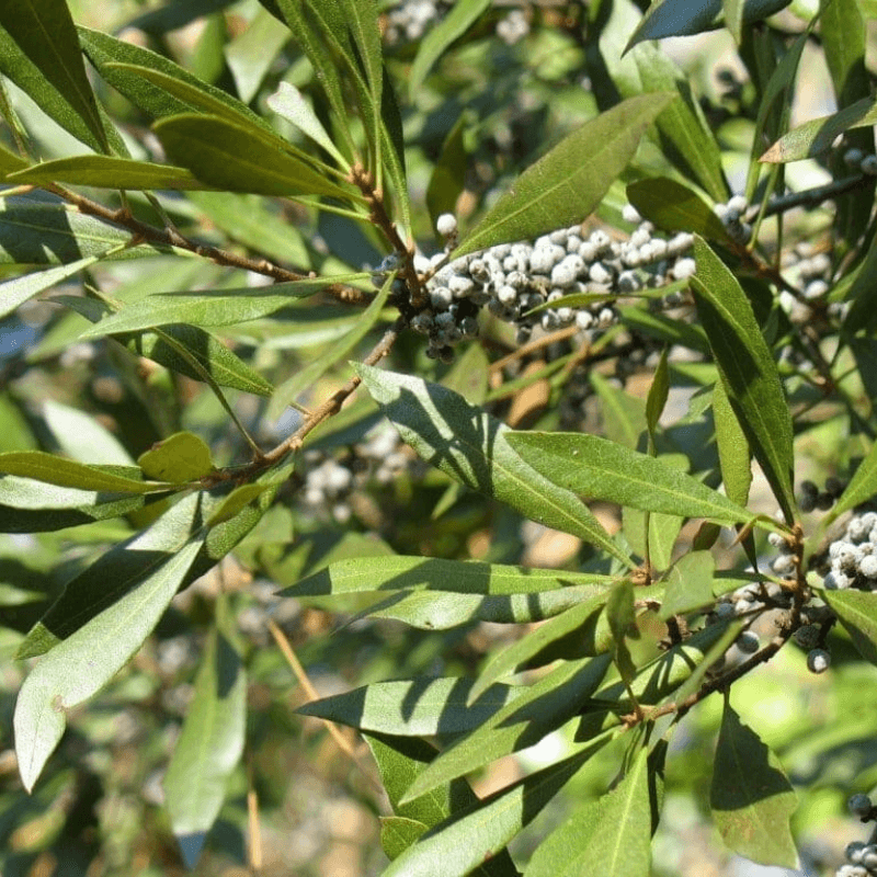 Bayberry Myrica cerifera