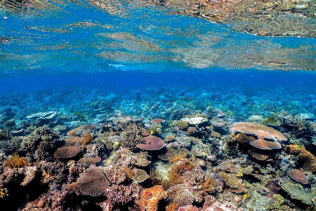 coral garden, great barrier reef