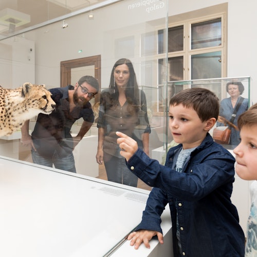两个男孩和三个成年人在博物馆展览中观察一个剥制的猎豹标本。