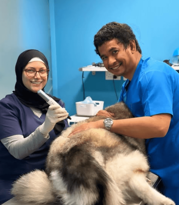 A Husky undergoing a skin tag removal procedure at Star Veterinary Clinic. 