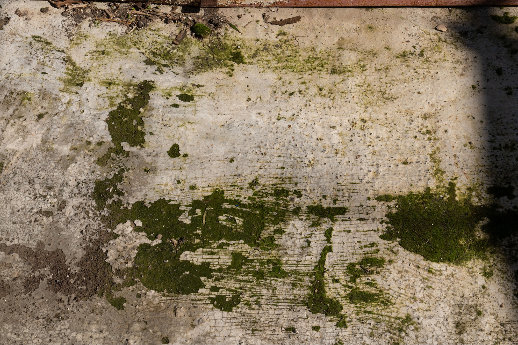 A weathered concrete surface is covered in patches of green moss, highlighting the resilience of nature in urban environments.