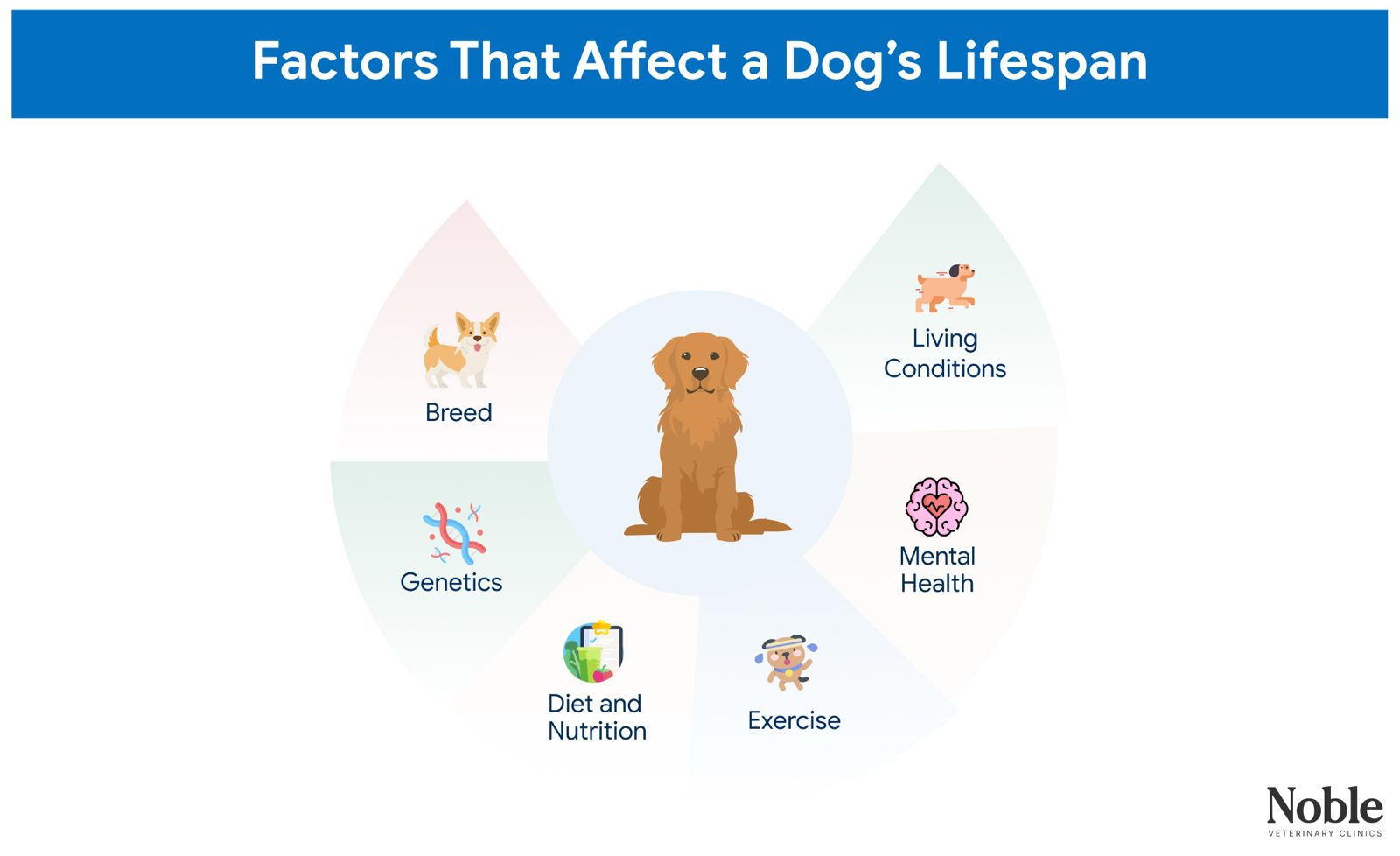 An infographic that shows the factors that affect a dog's lifespan.