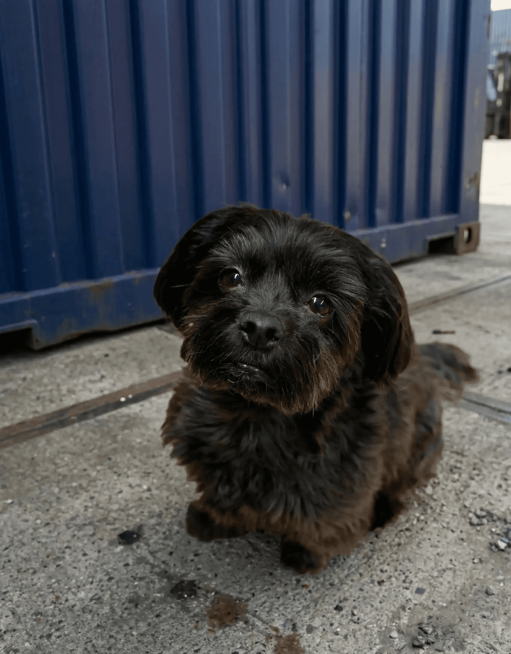 Abby, Bürohund bei Bittermann Prüfservice