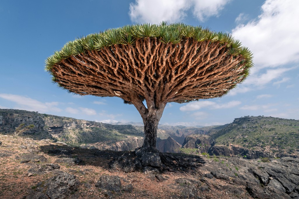 Dragon Blood Tree, symbolizing Socotra's iconic tree and SOVD's homage to Yemeni heritage.