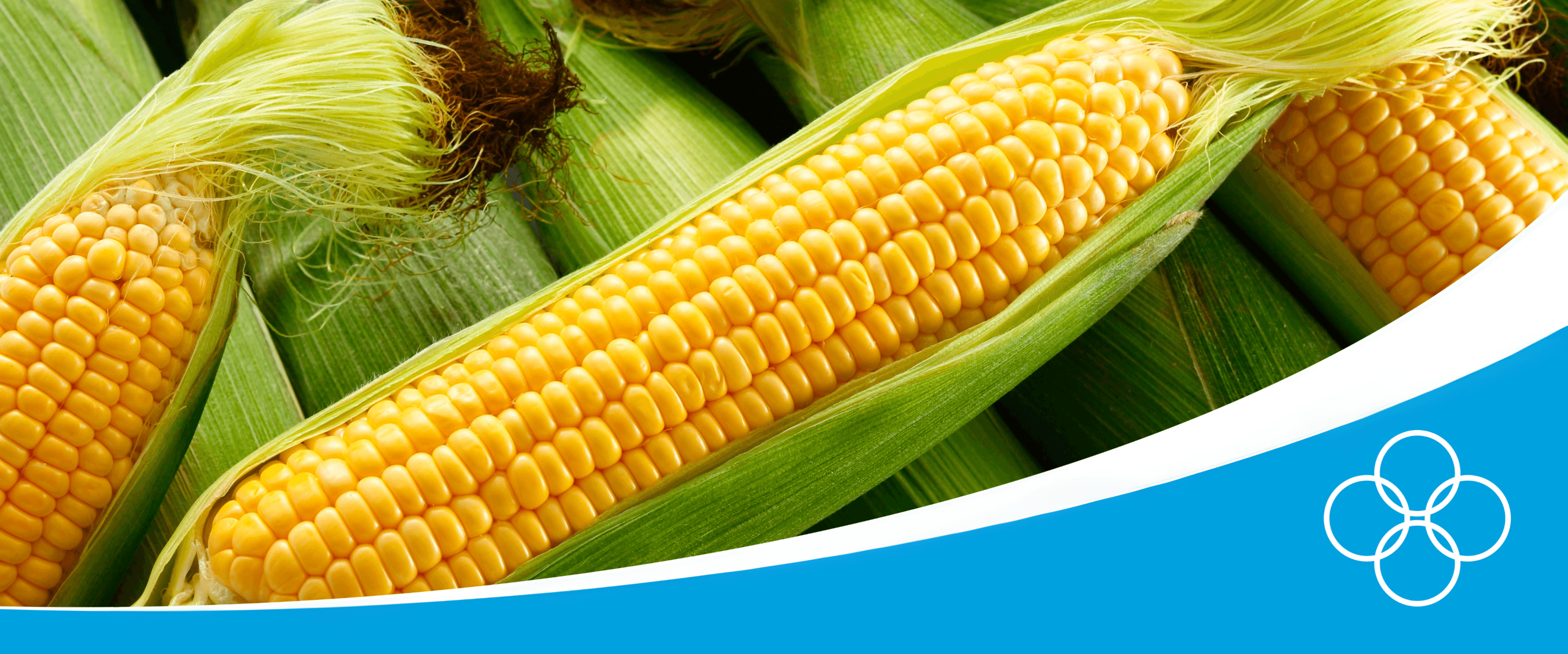 Corn maize