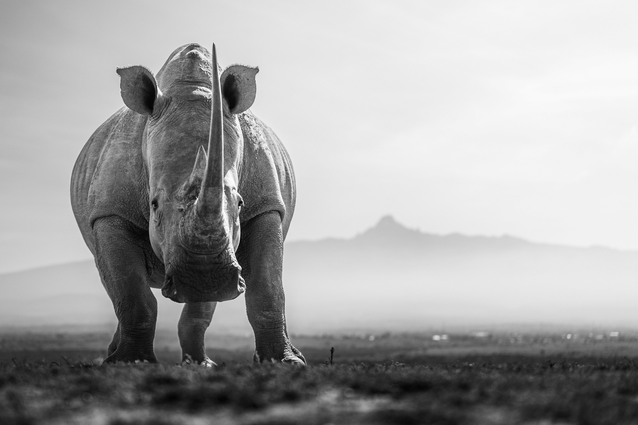 Solio Game Reserve rhinos