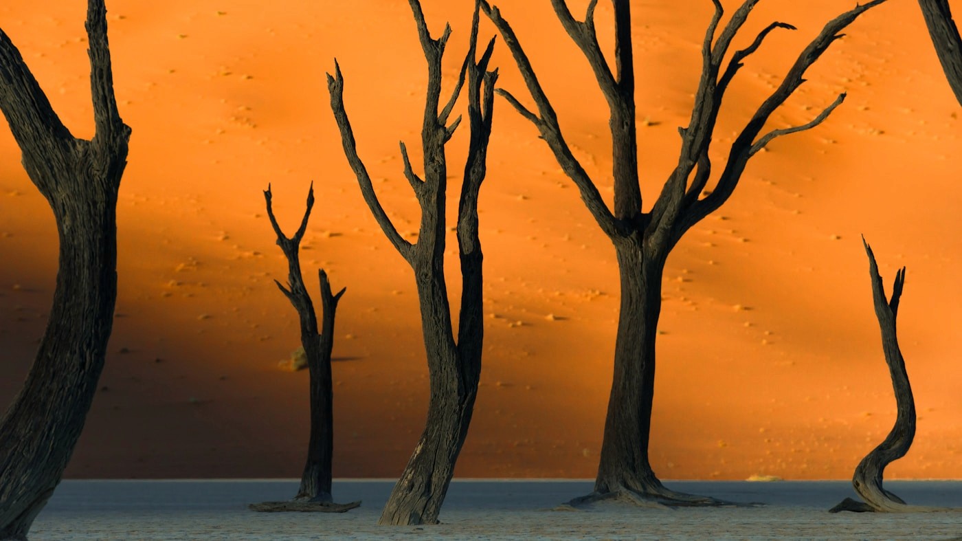 Dead camelthorn trees standing in the white clay pan of Deadvlei at sunrise