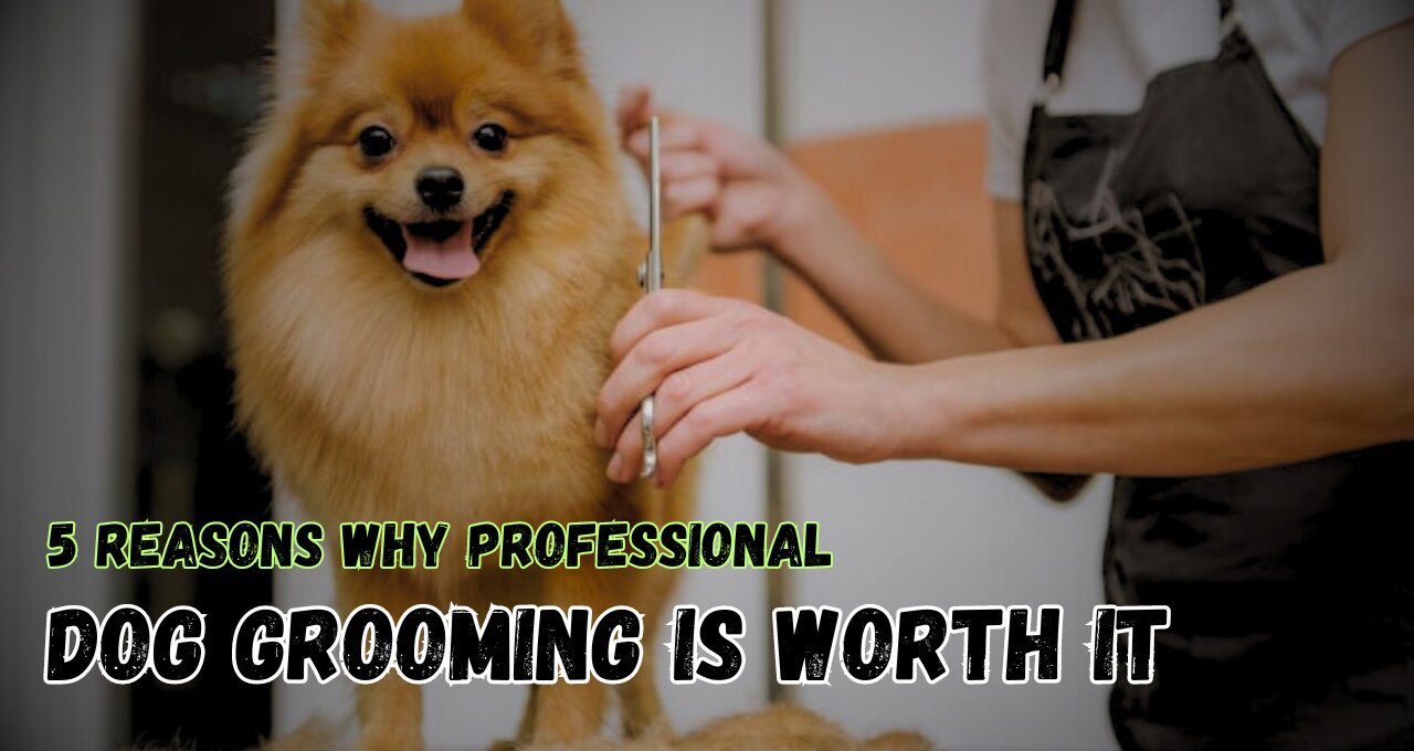 5 Reasons Why Professional Dog Grooming is Worth It