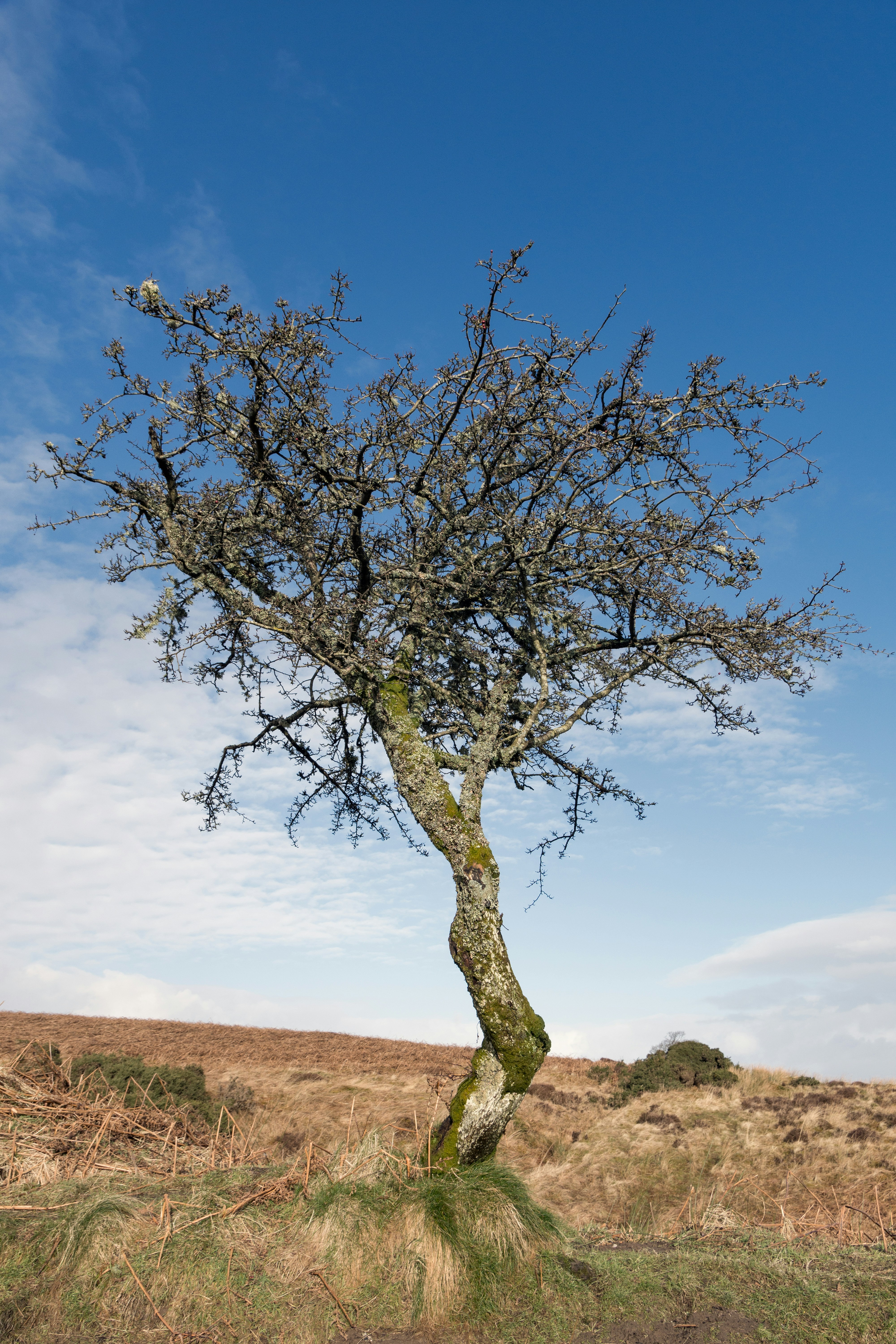 green tree on brown field under blue sky during daytime