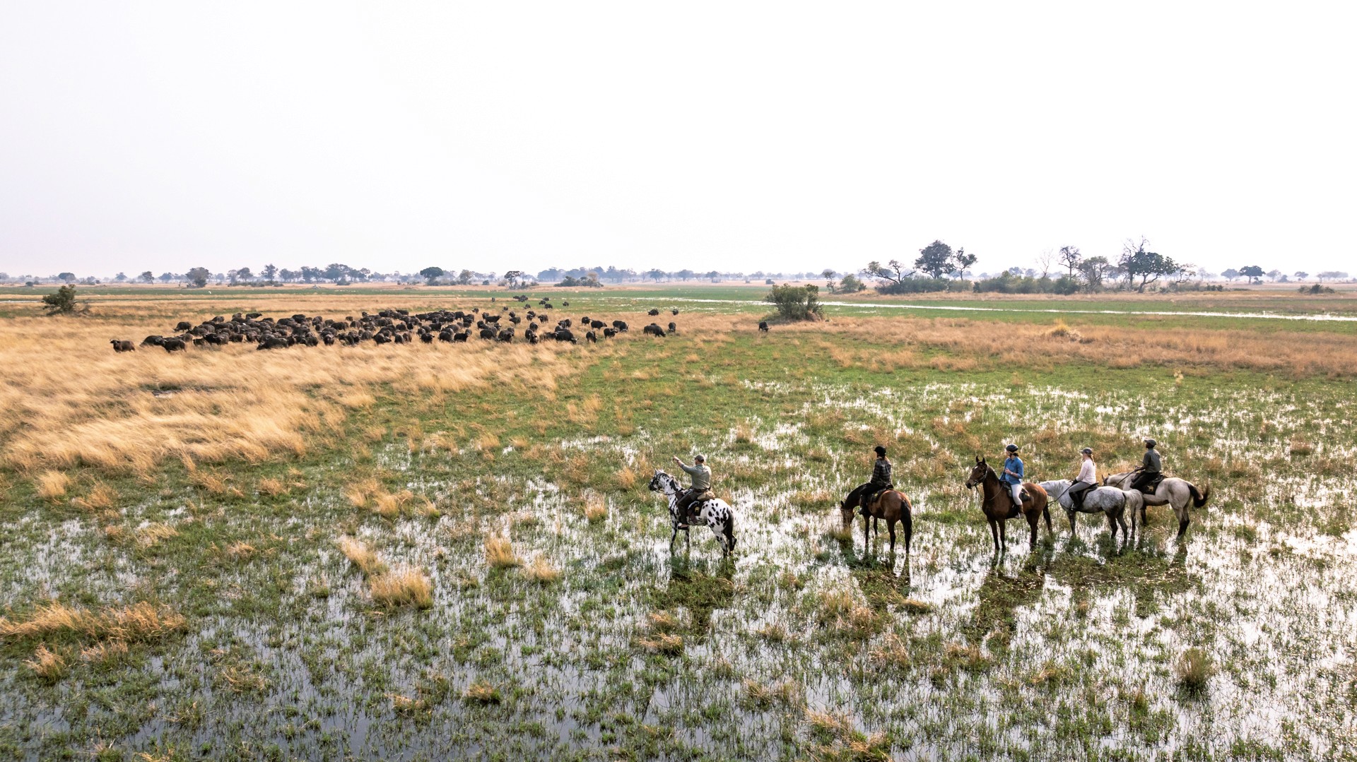 Kujwana Delta Ride, Okavango Delta, Botswana. Fem ryttare till häst på ridsafari tittar ut över stor grupp vattenbufflar i vackert grönt landskap.